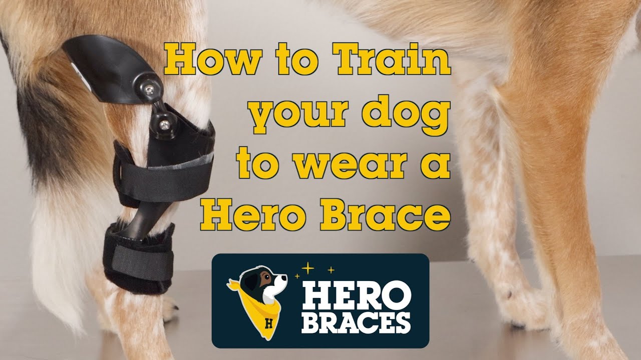 Hero Braces -Basic Training for Canine Stifle Brace