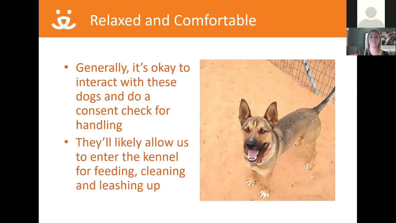 Dog Behavior and Handling webinar Tieney Sain