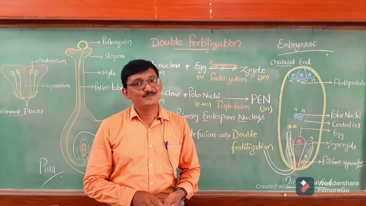 Double fertilization  cl XII CBSE IP NEET