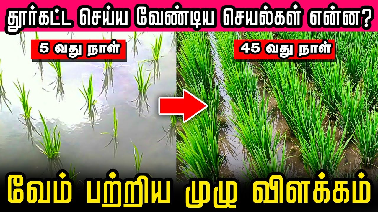 நாத்துக்கு 60 தூர்கள் வெடிக்க என்ன செய்யனும்? அனைத்து தகவல்களும்  A to Z | vam | paddy | humic | TCG