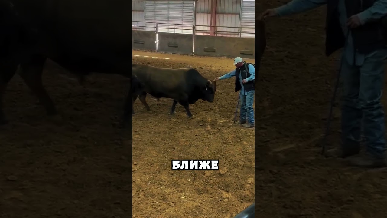 Он вырастил этого быка&hellip; и вот что произошло при встрече 🐂