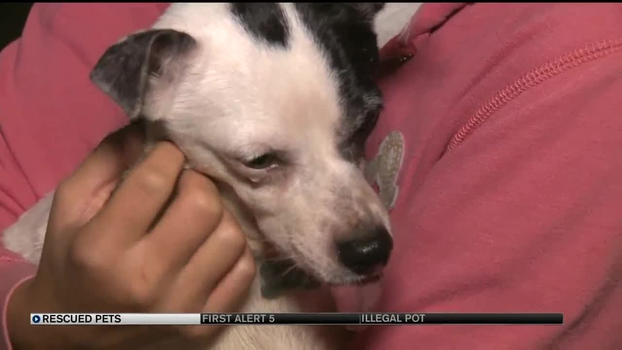 Volunteers working to rescue pets displaced by northern California fire