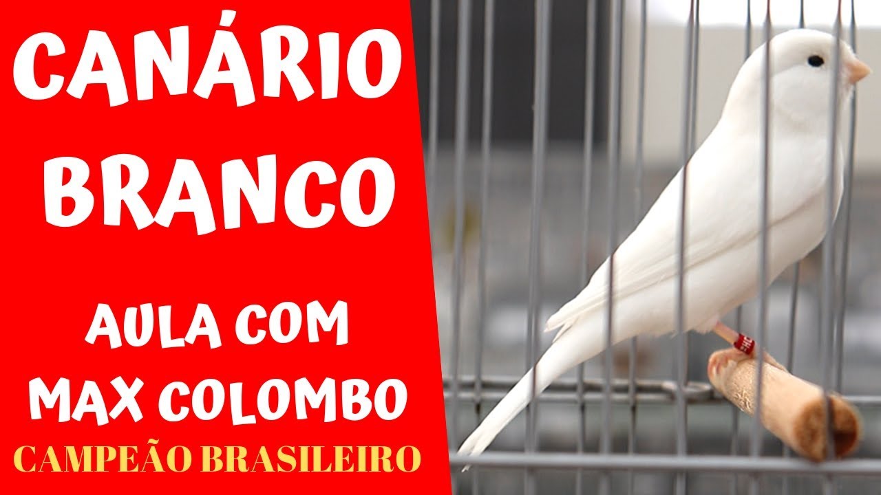 O CANÁRIO BRANCO MAIS BONITO QUE EU JÁ VI