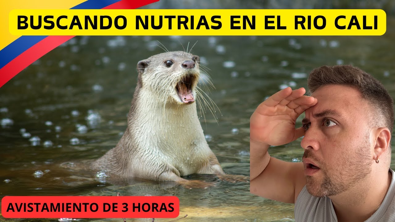 Tras las Huellas de las Nutrias: 3 Horas Explorando el Río Cali