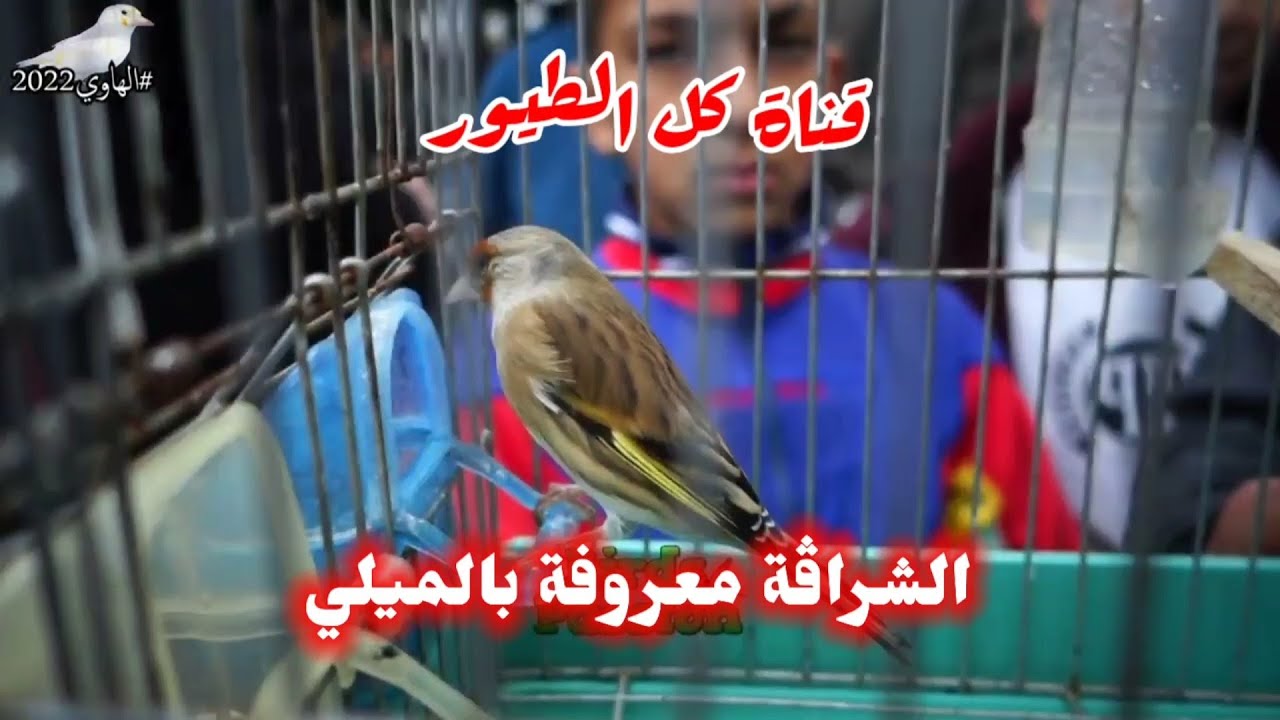 Tous les mulet du marché | سوق و طيور