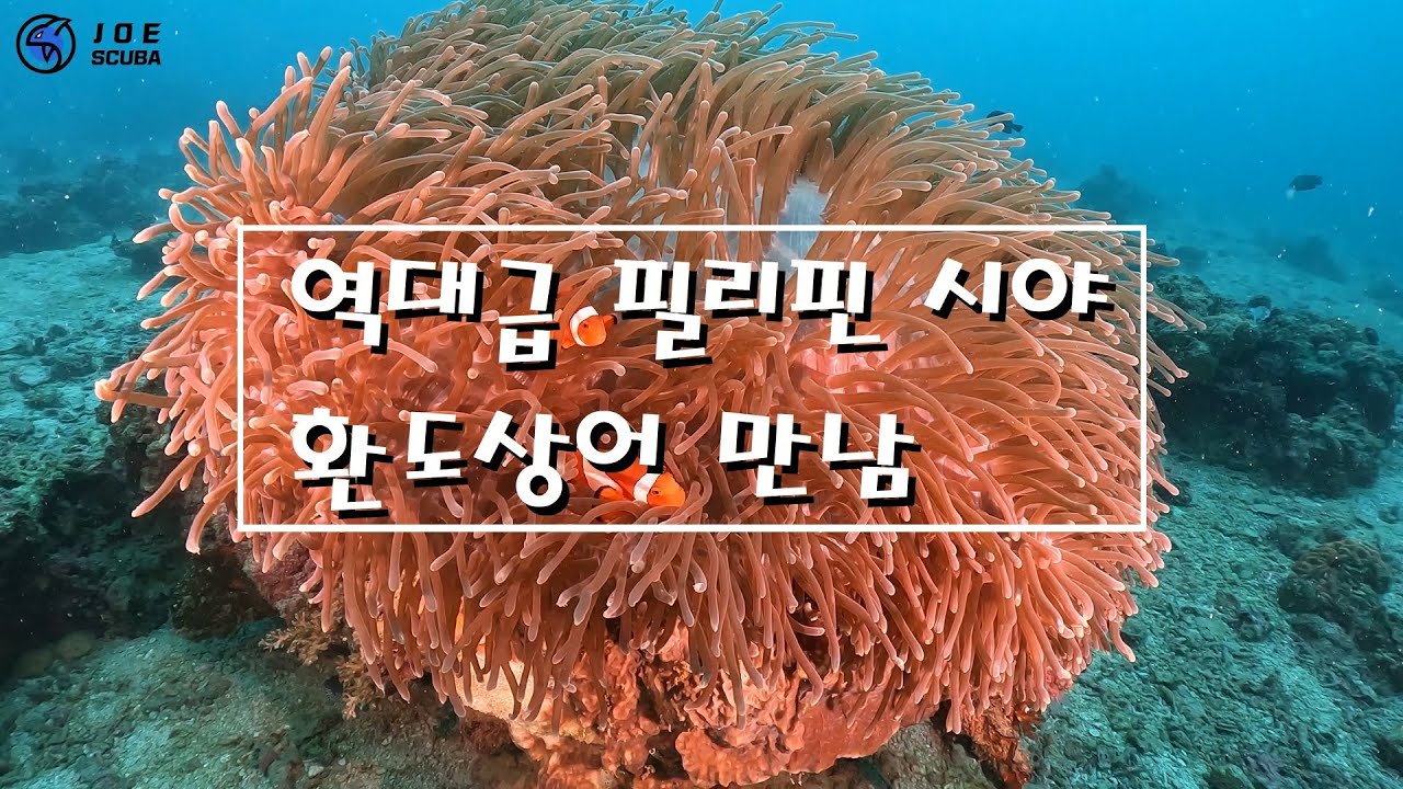 역대급 필리핀 시야! 말라파스쿠아 에서 환도상어와 함께한 스쿠버다이빙 펀다이빙 영상.