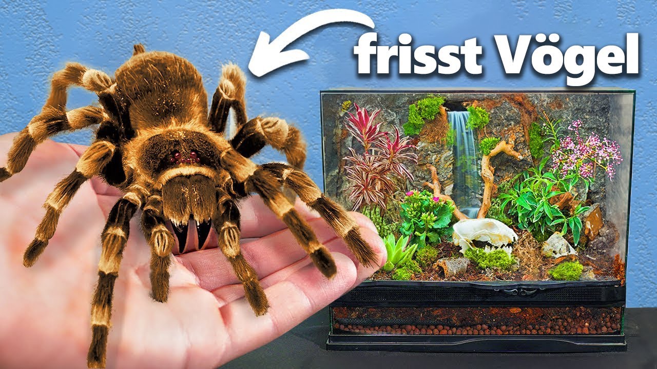 Ich Habe Die Größte Haustier-Spinne (ja, wirklich)