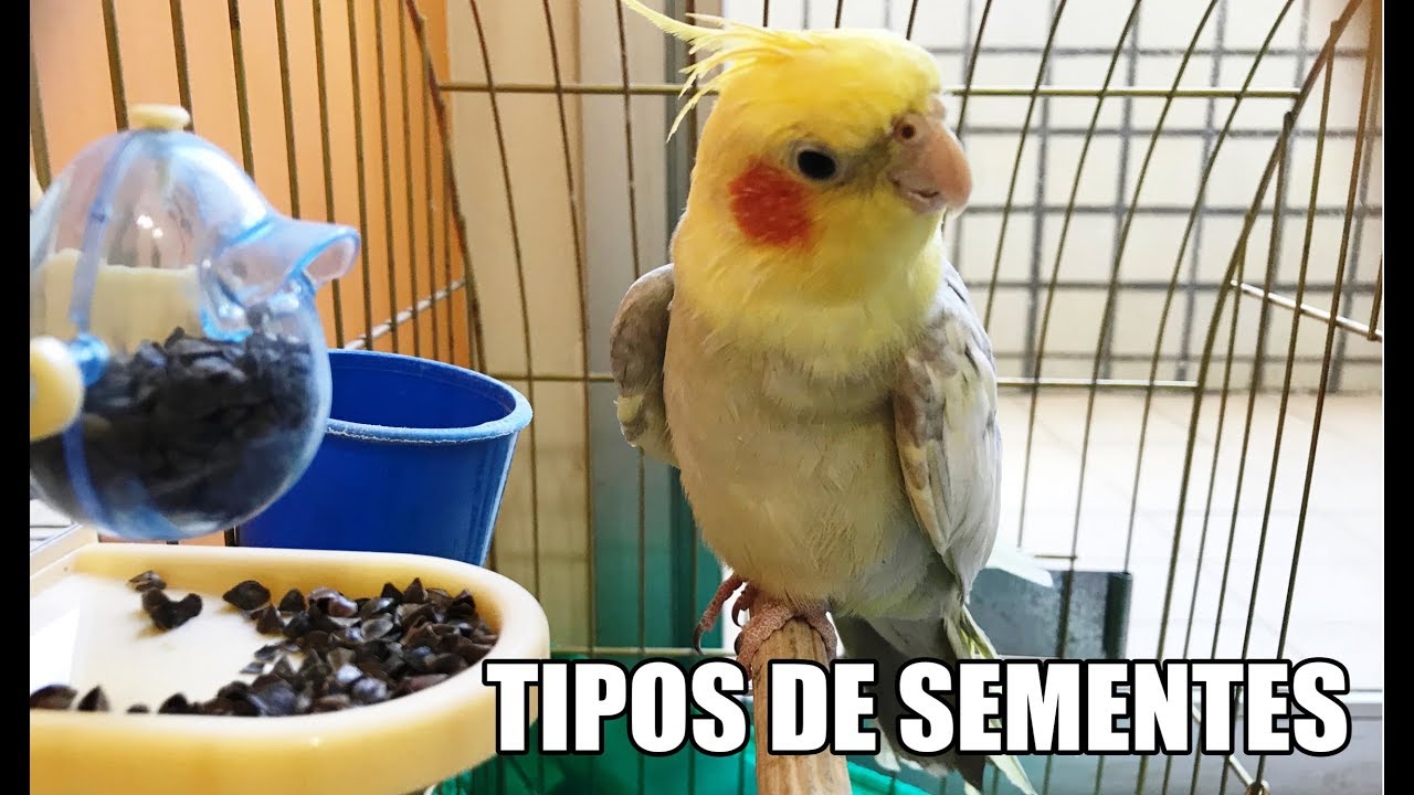 COMO VARIAR A ALIMENTAÇÃO DA SUA CALOPSITA?
