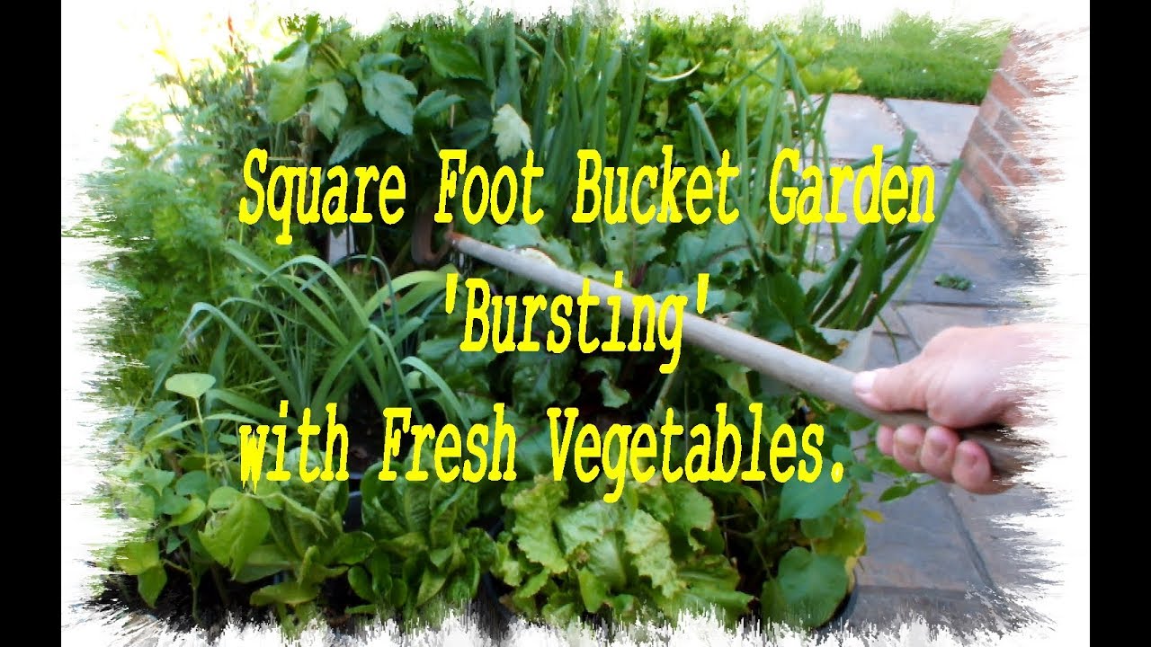Square Foot Bucket Garden  Winners, Losers & Don't Knows