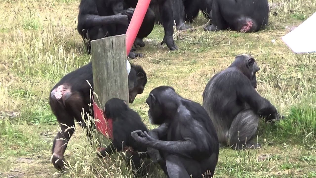 Hananya's Chimpanzees with baby Thelma at Monkey World