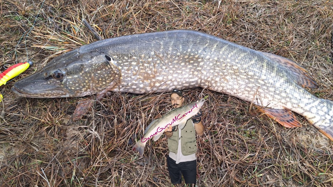 Zimski ribolov štuke silikoncima 🐟🐊🐟🐊
