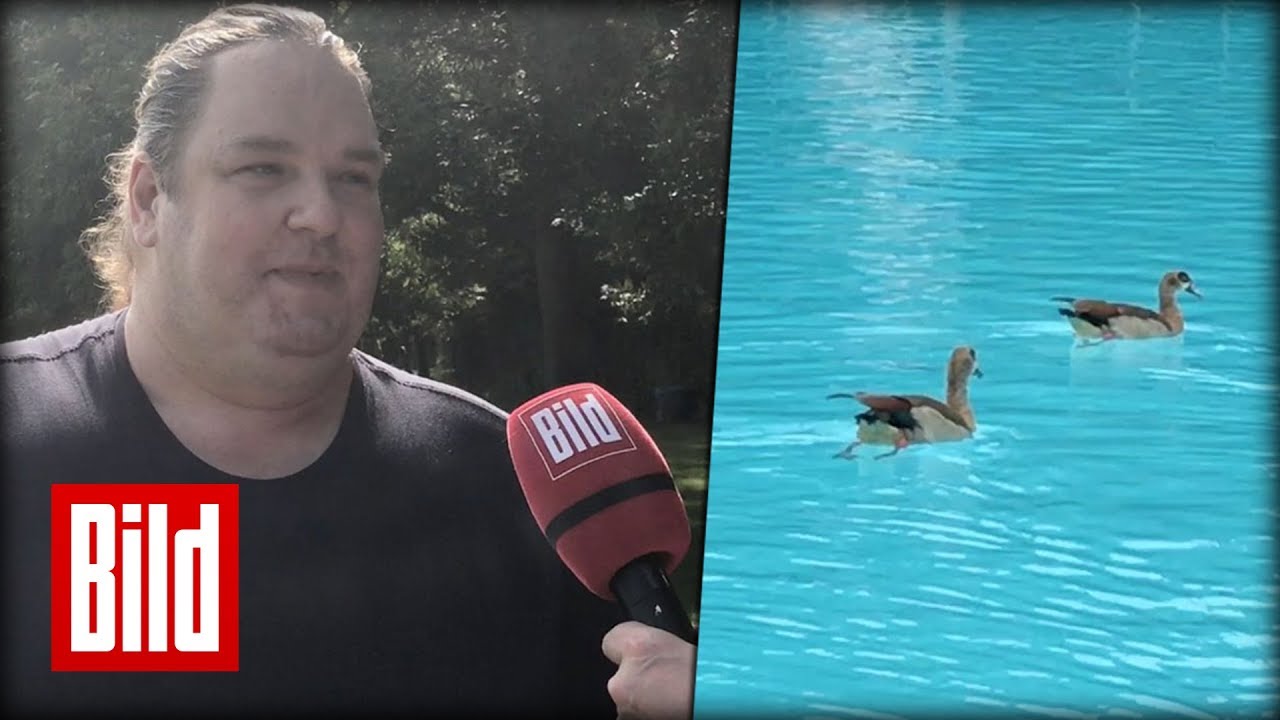 Gänse im Schwimmbad - Jäger will das Problem lösen