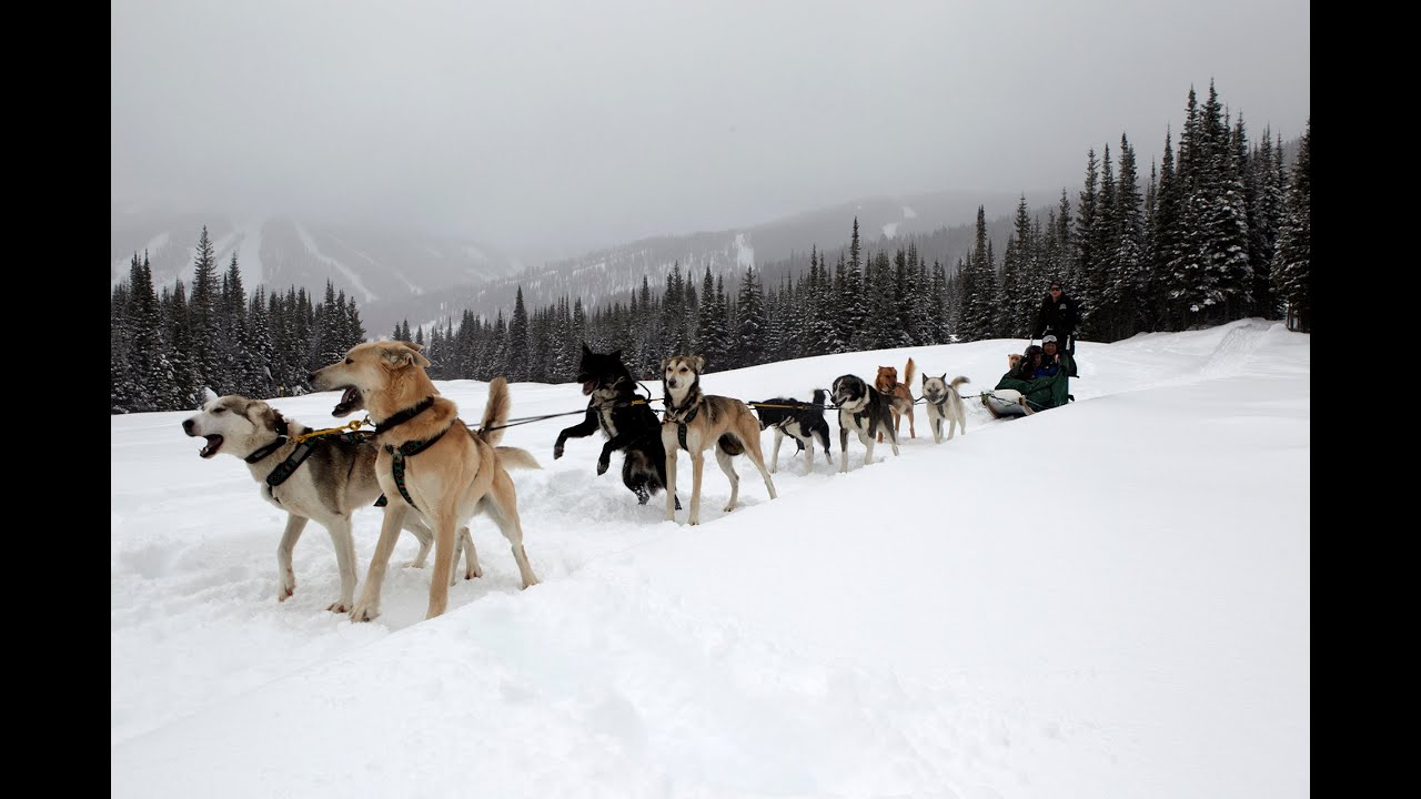 How to drive a dog sled, Sun Peaks, BC - Dog Sledding in Canada is fun!