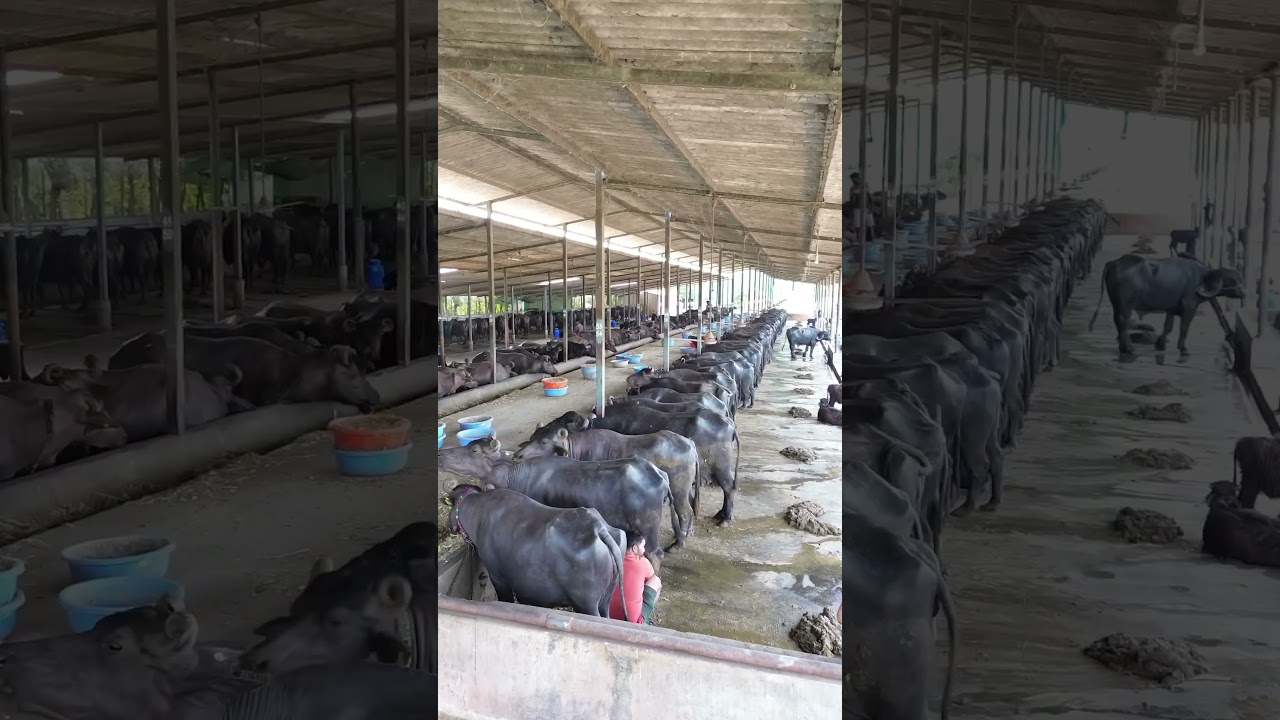 Girdhara dairy farm #buffelo
