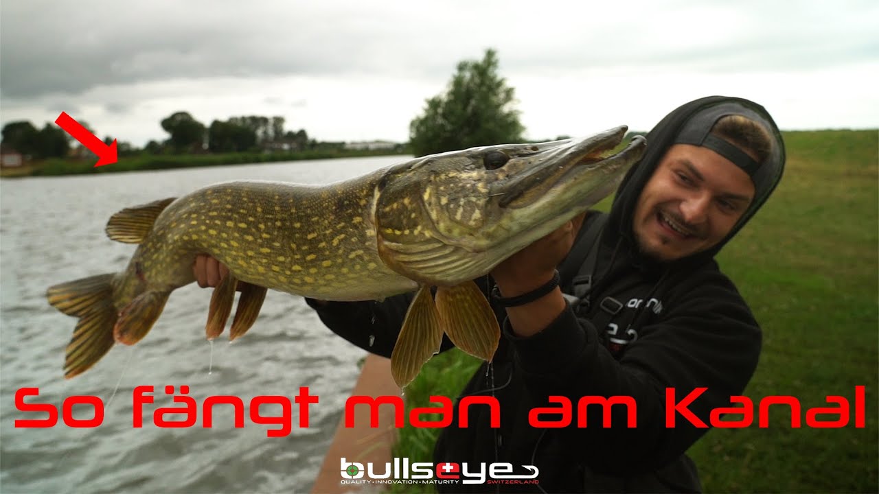 SO fängt man RAUBFISCHE am KANAL - Mit Kickback - Rig an der Spundwand