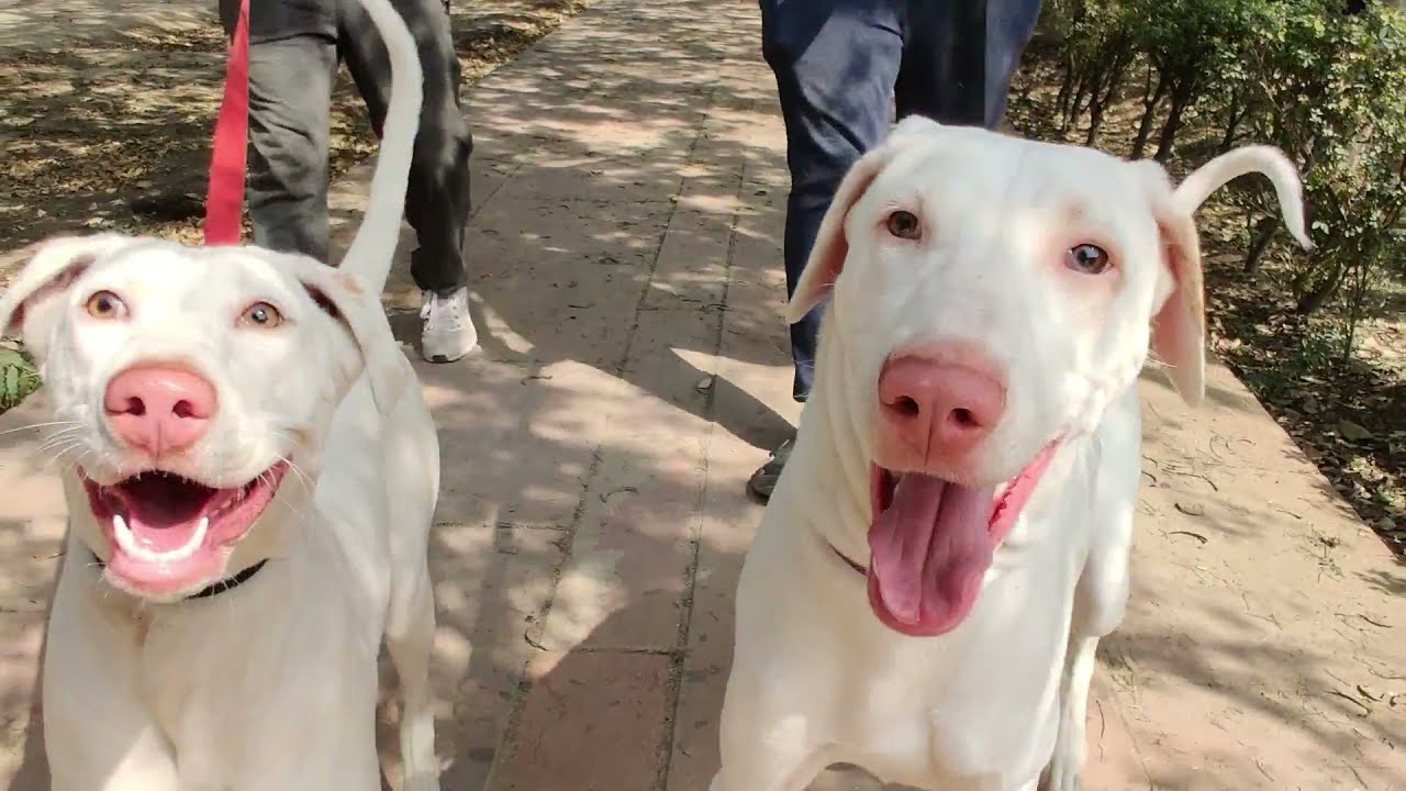 Morning Routine Meera and Simba | Walking with Rajaplayam dogs in Delhi #Activenessoverloaded #love