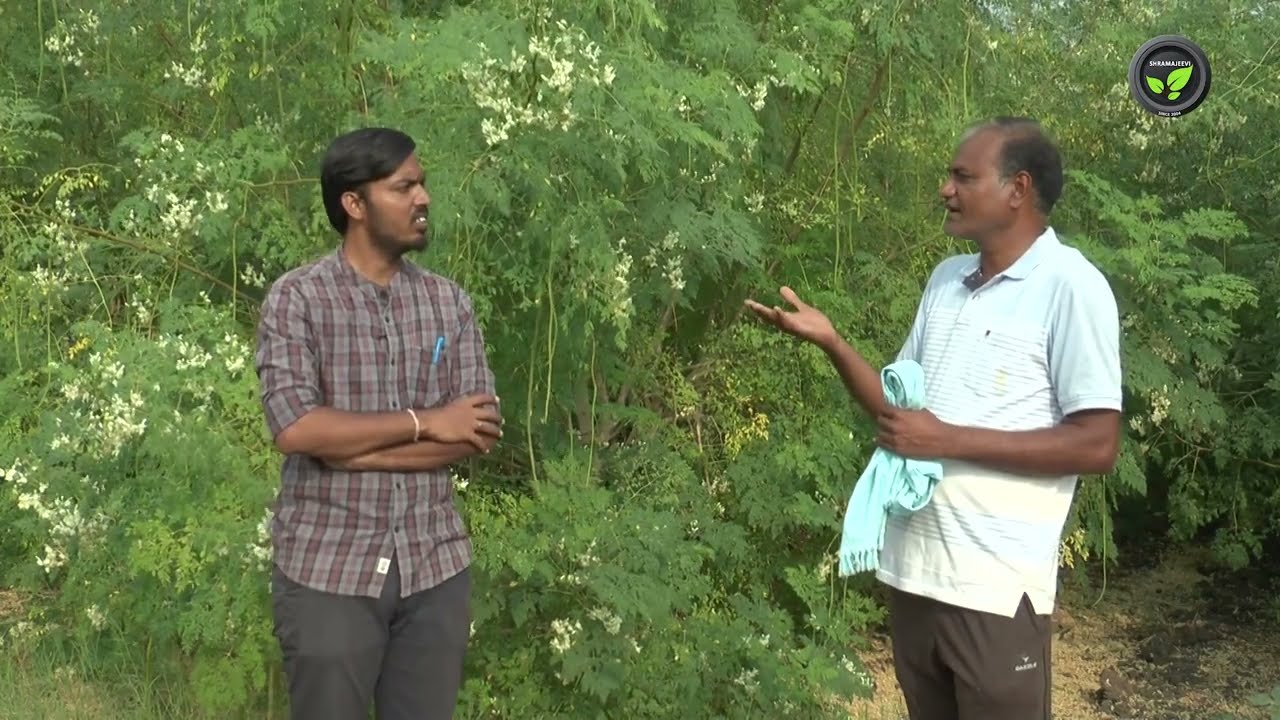 18 ಎಕರೆಯಲ್ಲಿ ಅದ್ಭುತ ನುಗ್ಗೆ ತೋಟ - ಶ್ರೀ ಶರಣಗೌಡ ಪಾಟಿಲ | Drumstick Cultivation in 18 Acres at Yadagiri
