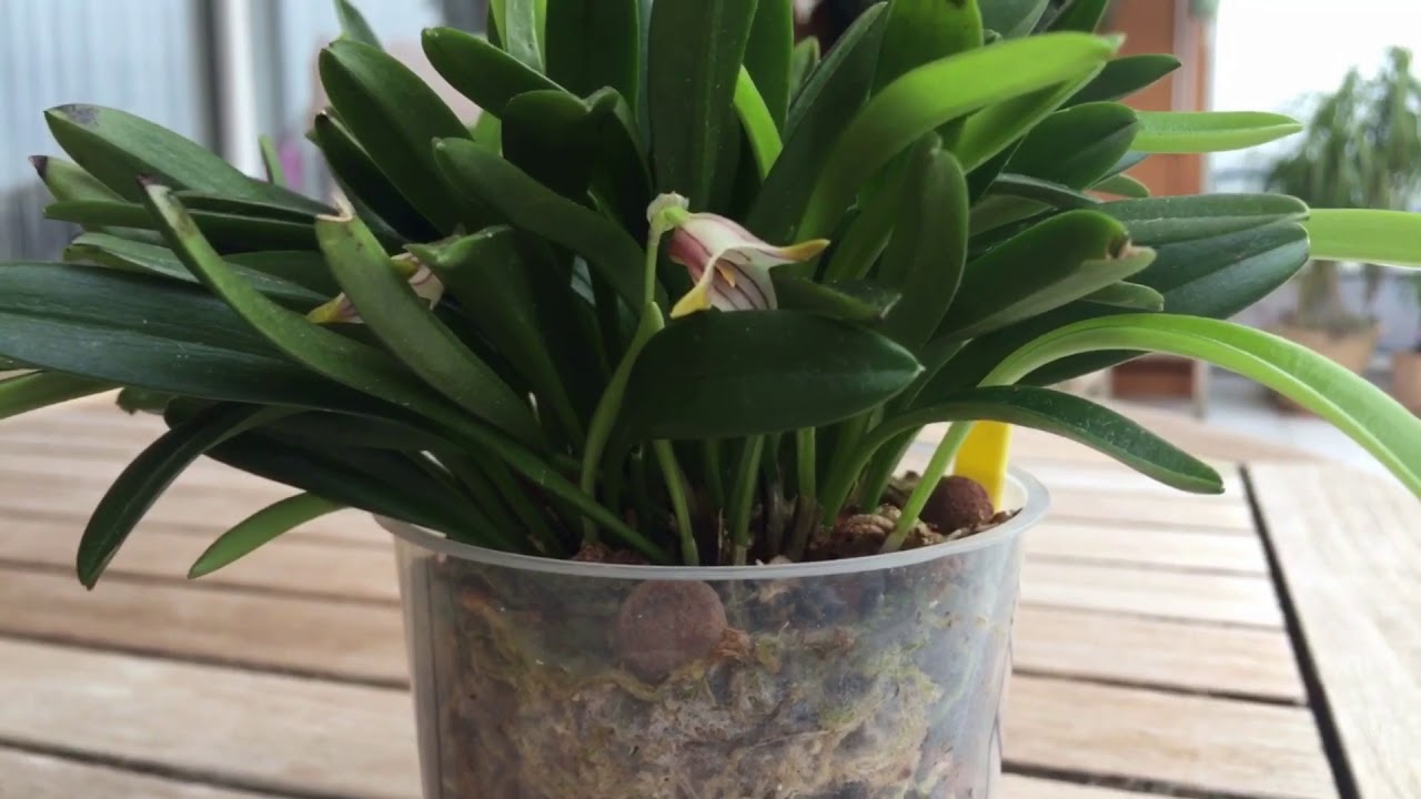 Уход за масдевалией. Masdevallia  striatella.Орхидеи в доме.