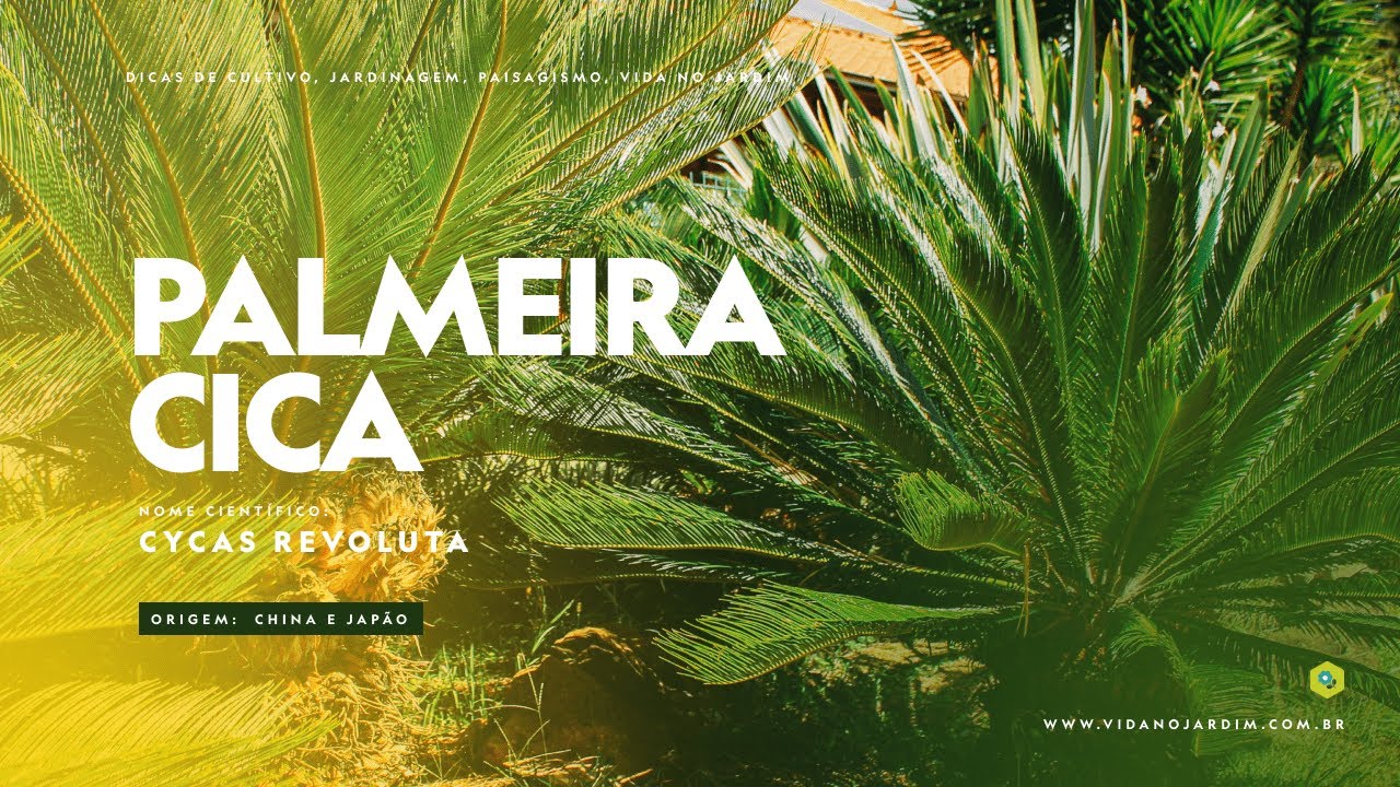 A PALMEIRA CICA é palmeira mesmo?