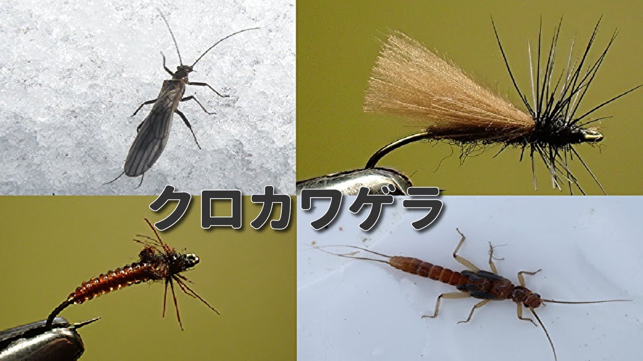 クロカワゲラ　アダルトとニンフ　 短命だけど必要なフライ