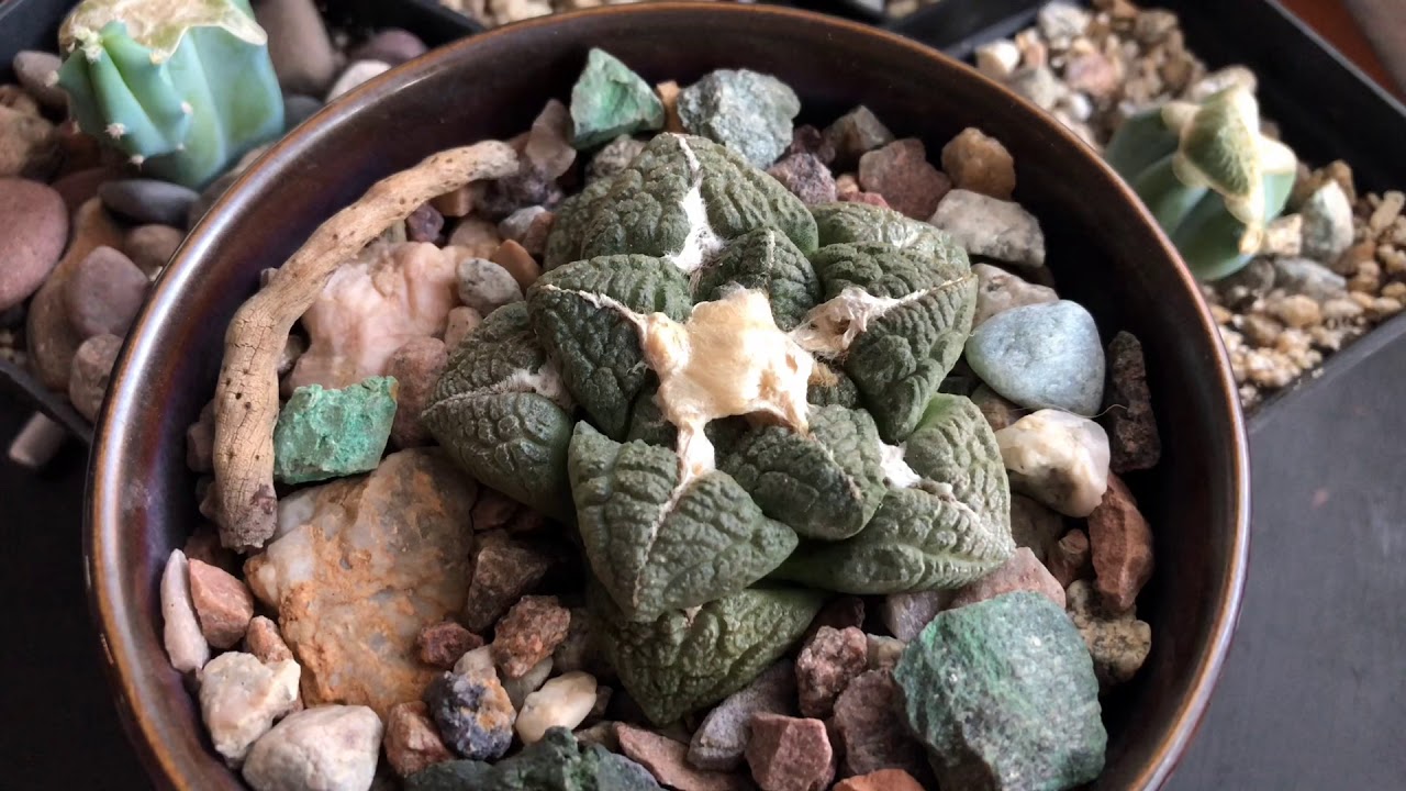Mi técnica de injerto de tubérculo de Ariocarpus