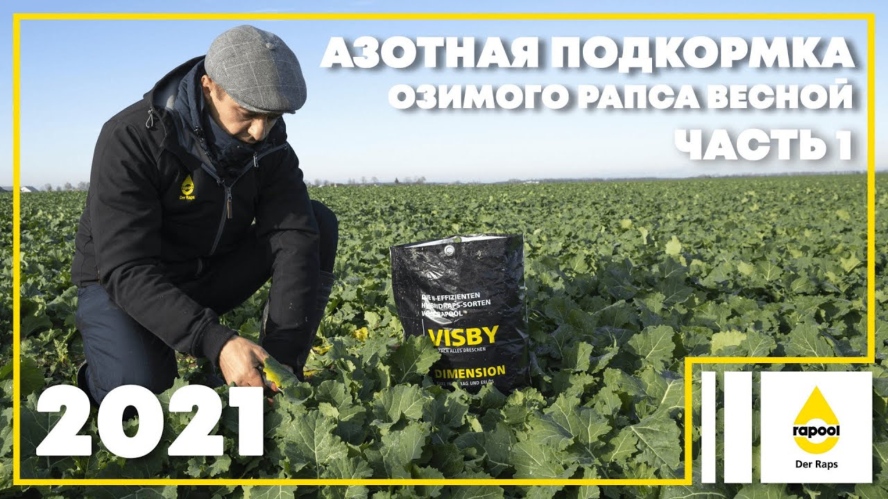 Азотная подкормка озимого рапса весной. Часть 1