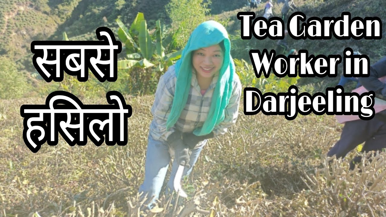 A day in the life of a Tea Garden Worker in Darjeeling