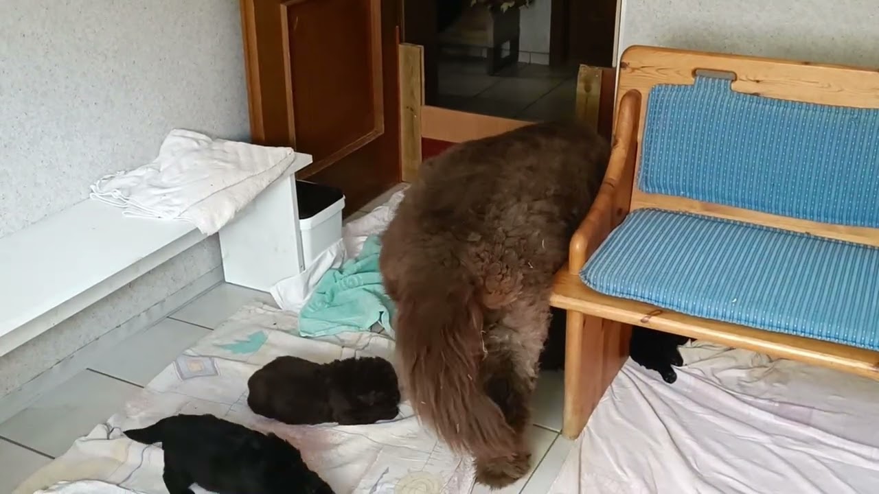 Bärenfels J-Wurf  - Umzug ins Welpenzimmer