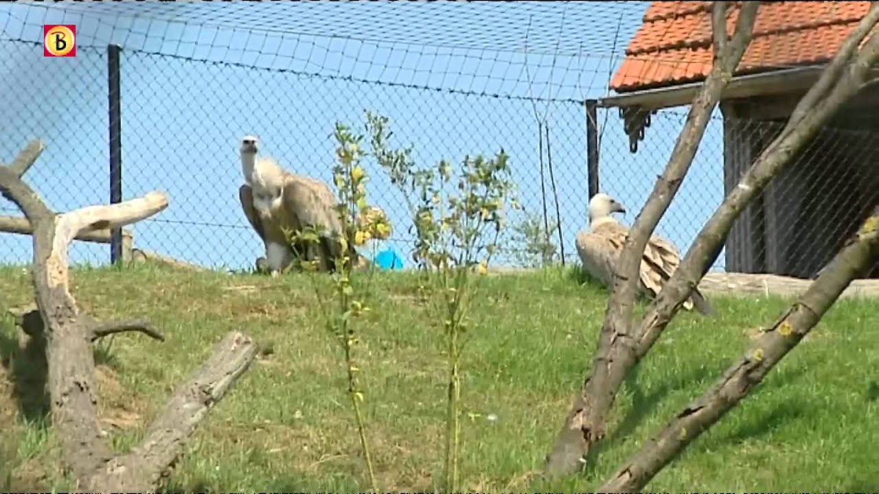 Grootste voli&egrave;re van Europa geopend in Dierenrijk Nuenen