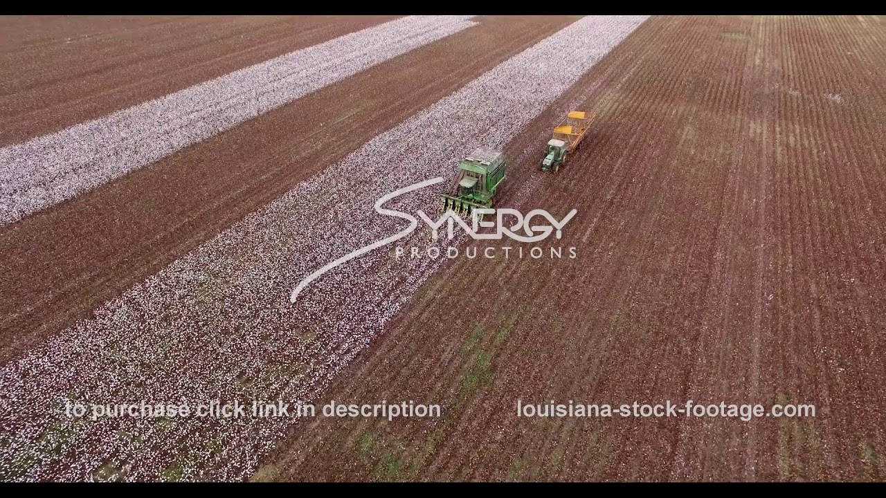 893 Epic aerial view cotton harvest agricultural stock footage aerial drone video