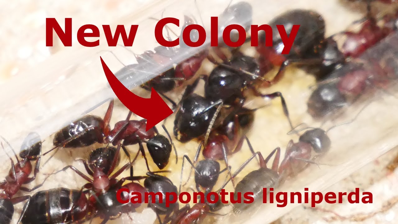 My New Camponotus ligniperda Colony