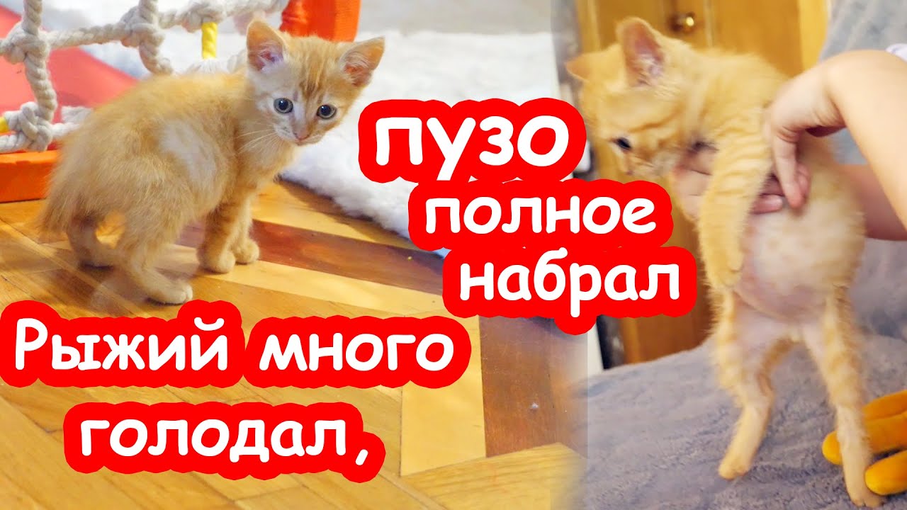 Пять котят есть хотят