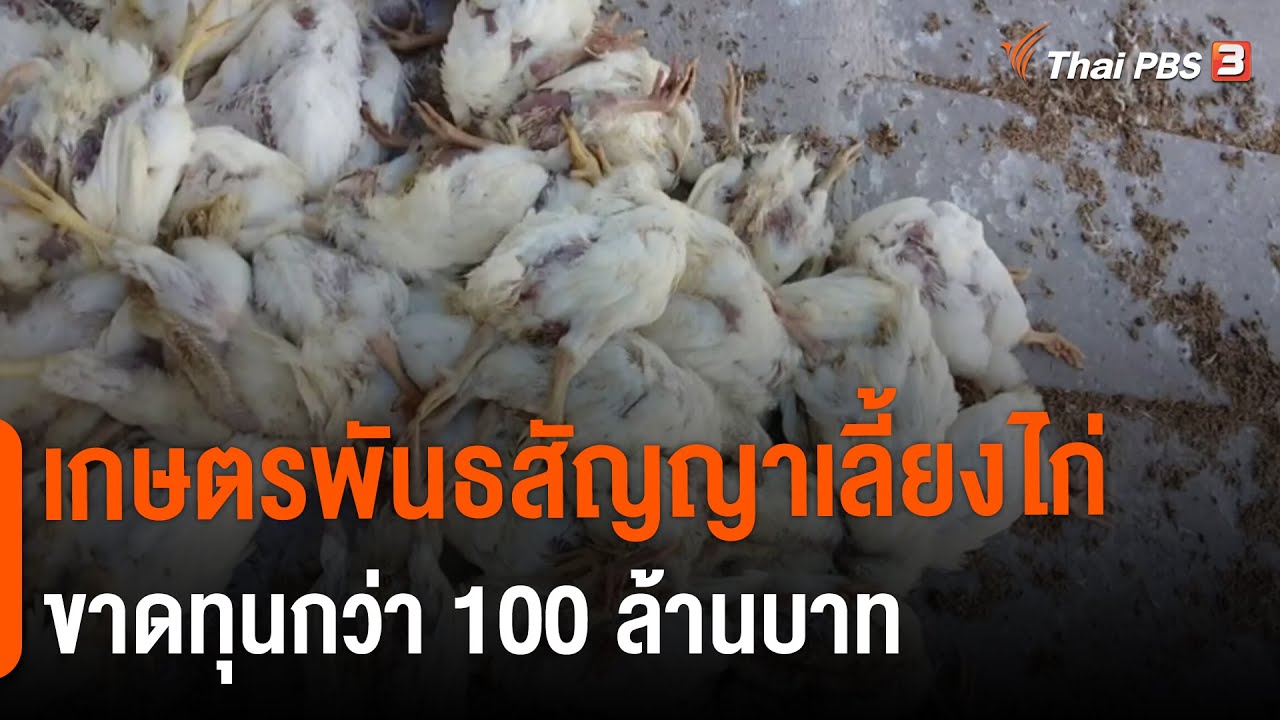 เกษตรพันธสัญญาเลี้ยงไก่ ขาดทุนกว่า 100 ล้านบาท (20 พ.ค. 65)