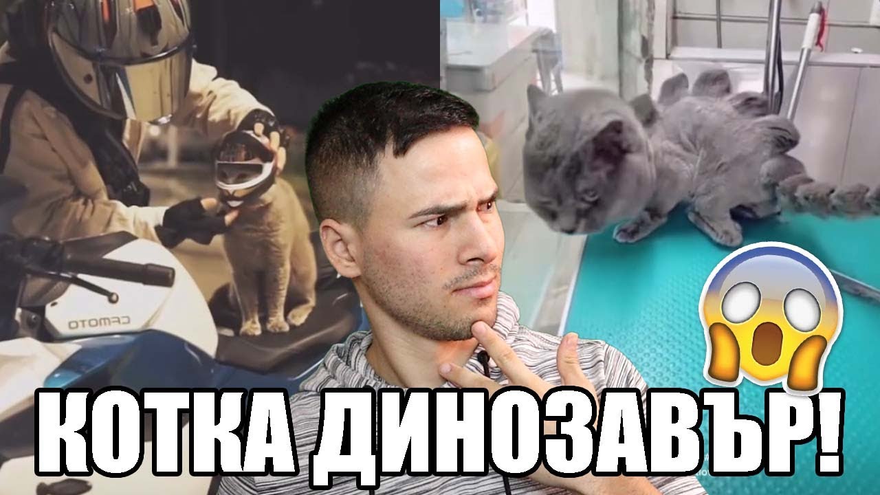НАЙ-БРУТАЛНИТЕ КОТКИ В TIK TOK! 😻