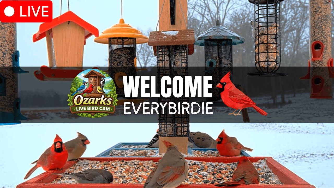 🔴 LIVE Ozark Birds | Peaceful Bird Feeder Cam &bull; Live Nature Sounds