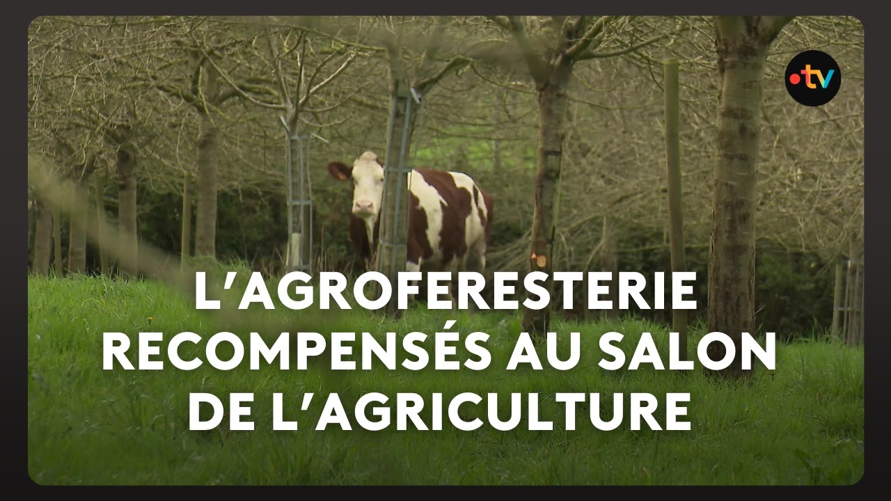 Recompensés pour une gestion durable : un premier prix en agroforesterie.