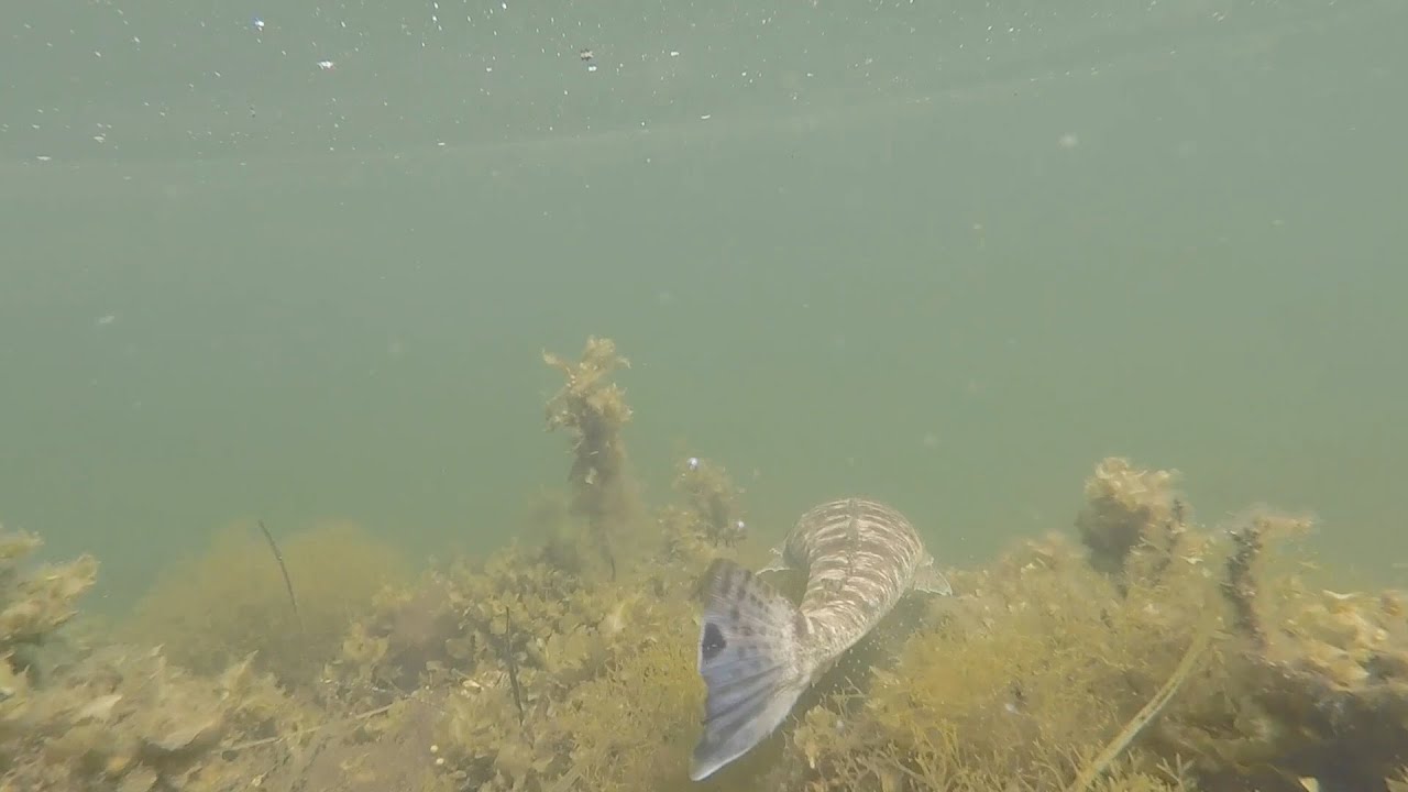 Flathead and Whiting | Lure fishing Narrabeen Lake