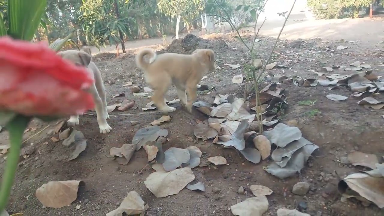 Beautiful puppies playing with mother dogon green grass - Dog barking sounds - Dogvideos