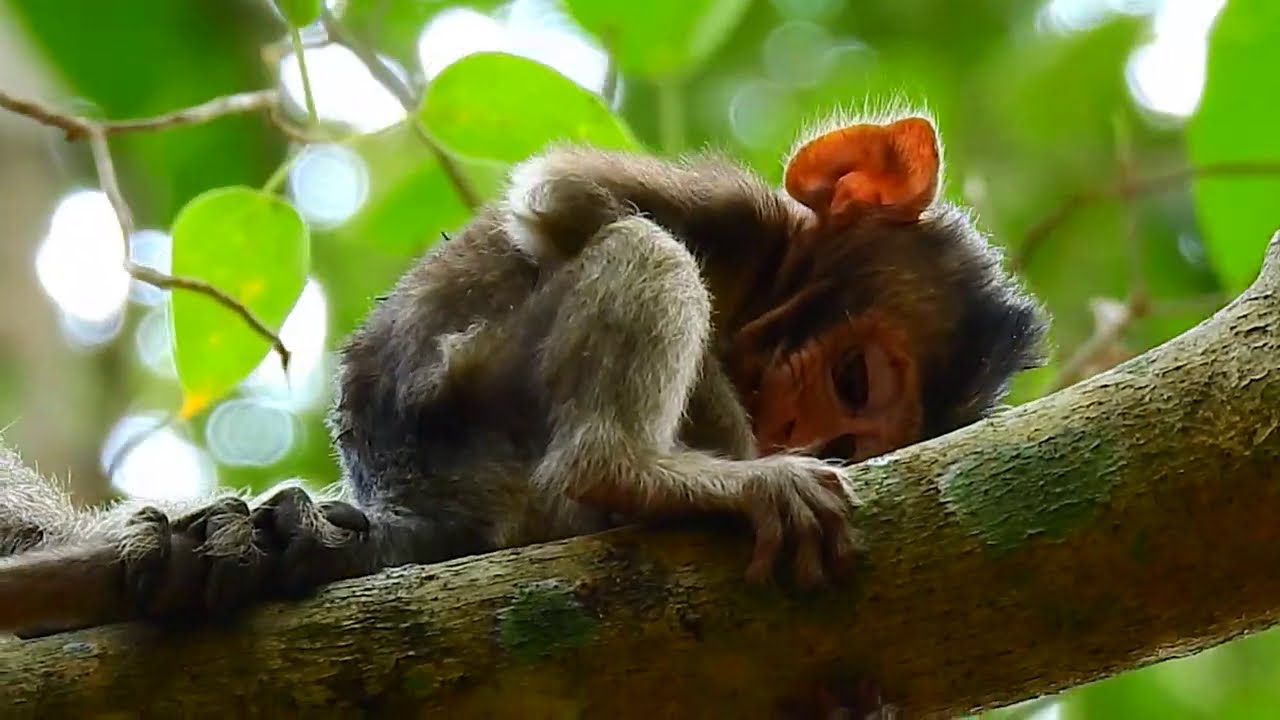 Baby Anissa so sad life