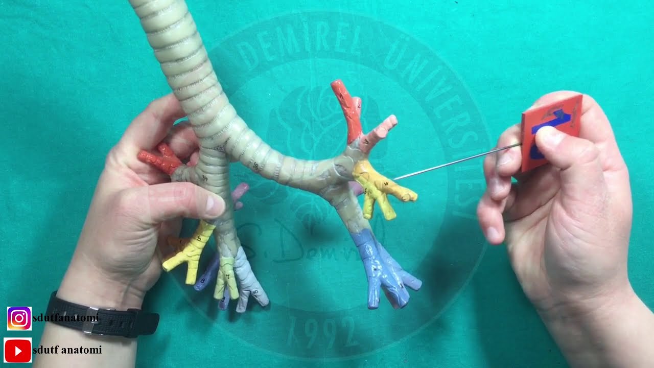 Trachea et Bronchi