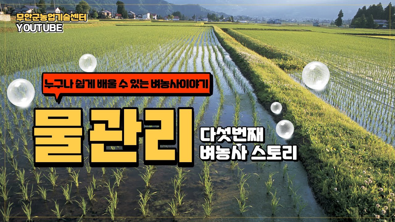 벼농사 이야기_5. 물관리