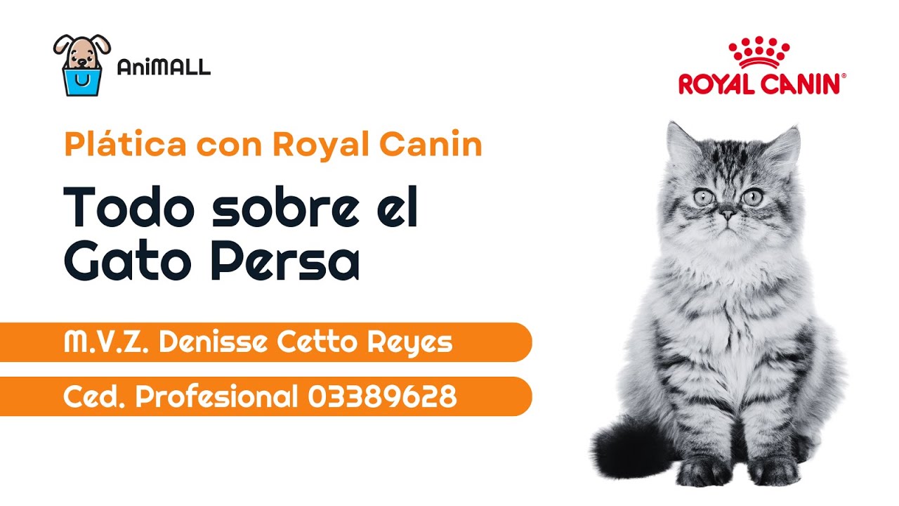 Todo sobre el Gato Persa @RoyalCaninMX