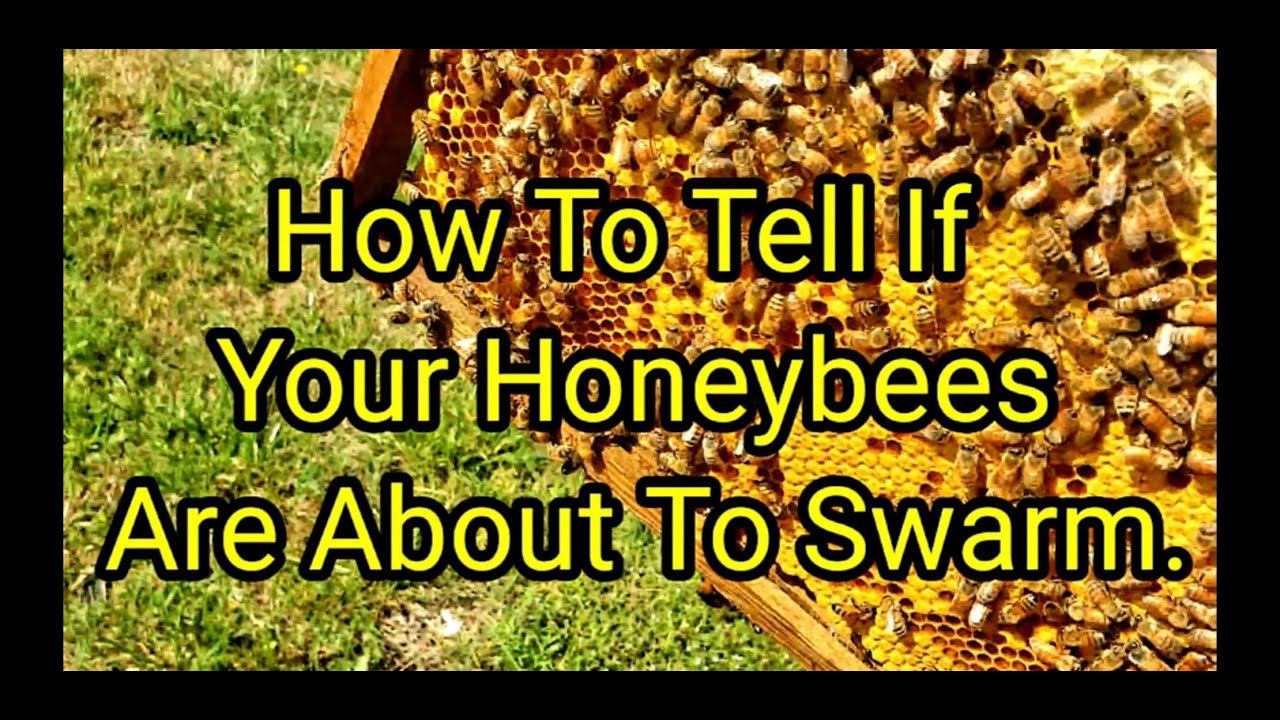 How To Tell If Your Honeybees Are About To Swarm.