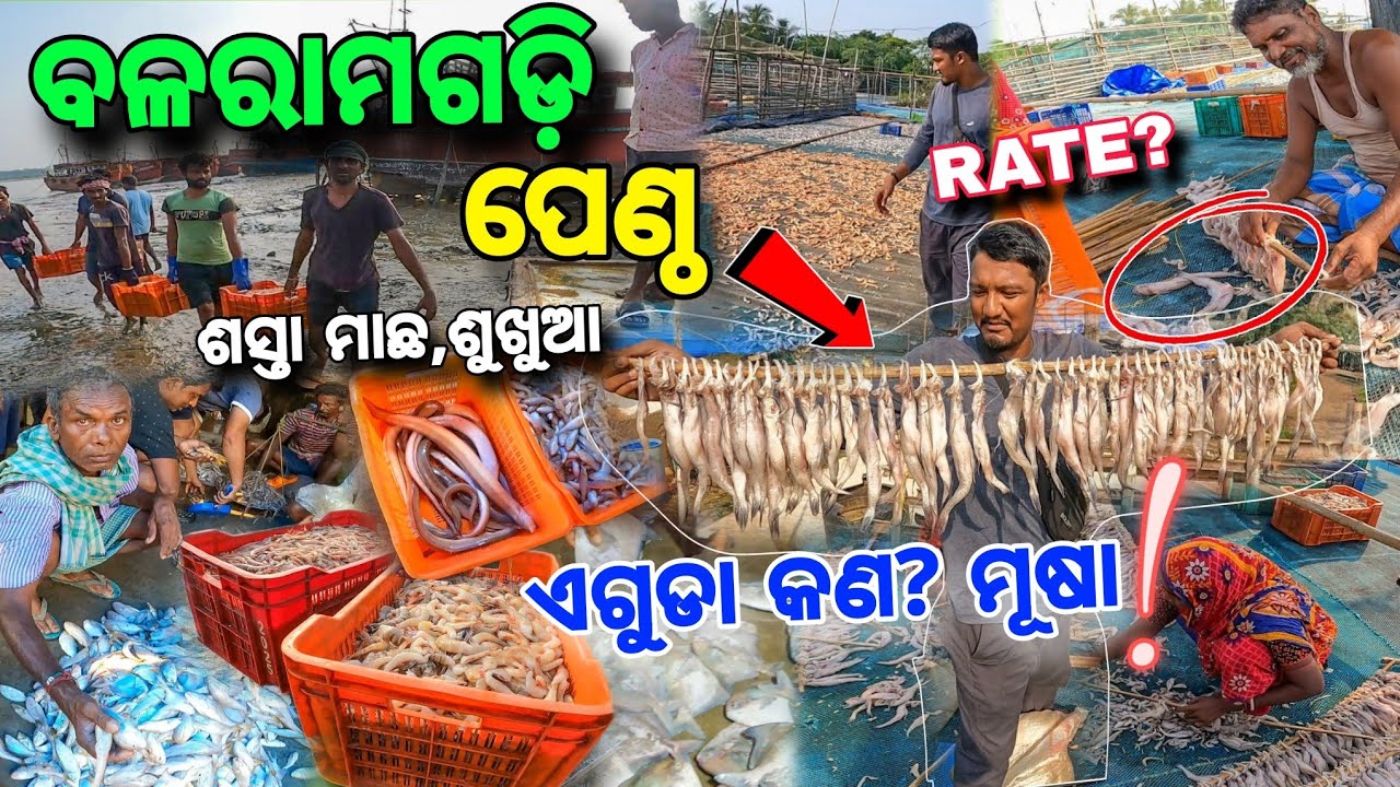 ଶୁଖୁଆ ଖଳାରେ ପସିଗଲୁ😱 Balaramgadi Fish Harbour / ଶସ୍ତା ଏଠି ଚିଙ୍ଗୁଡି 🦐 Rate? / Baleswar Fish Market