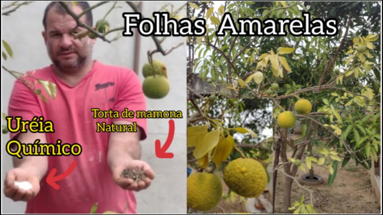 Folhas Amarelas como  Resolver Super Dica