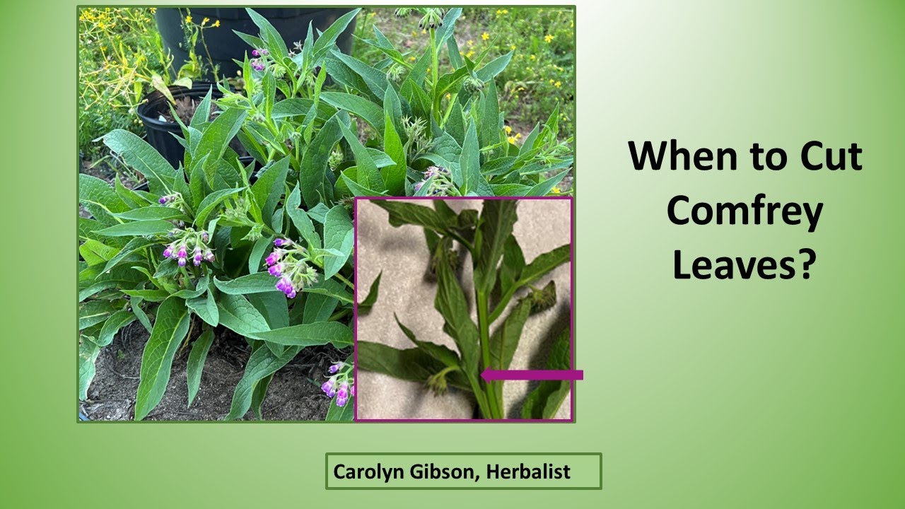 When to Harvest or Cut Comfrey leaves
