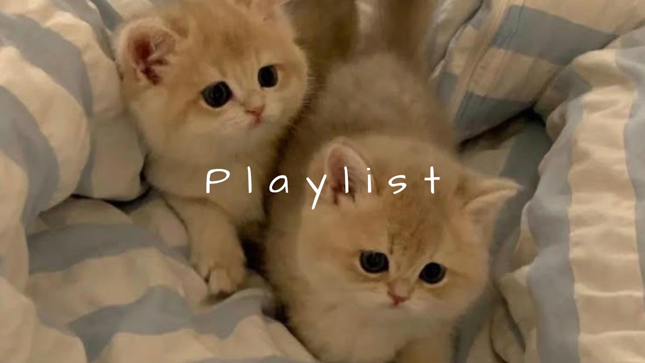 𝐏𝐥𝐚𝐲𝐥𝐢𝐬𝐭 릴스에서 한번쯤 들어본, 나만 알고 싶은 느좋 플리 🤍🎧 |  chill r&b · study & relax