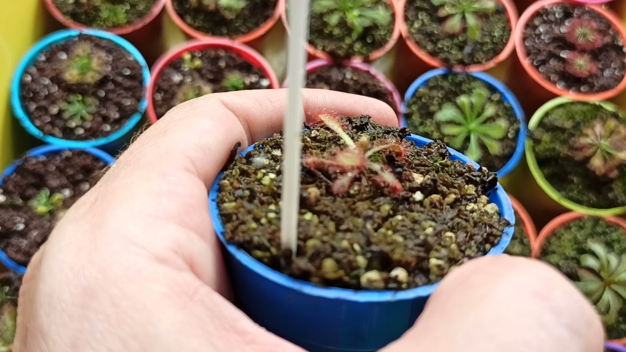 Drosera venusta Red Growshop July