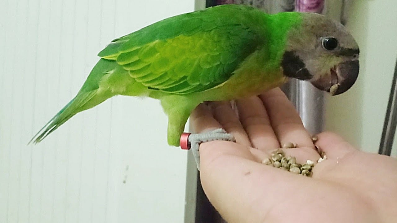 Cách tập cho vẹt biết ăn hạt - The way to your parrot learn eating pellets itself.
