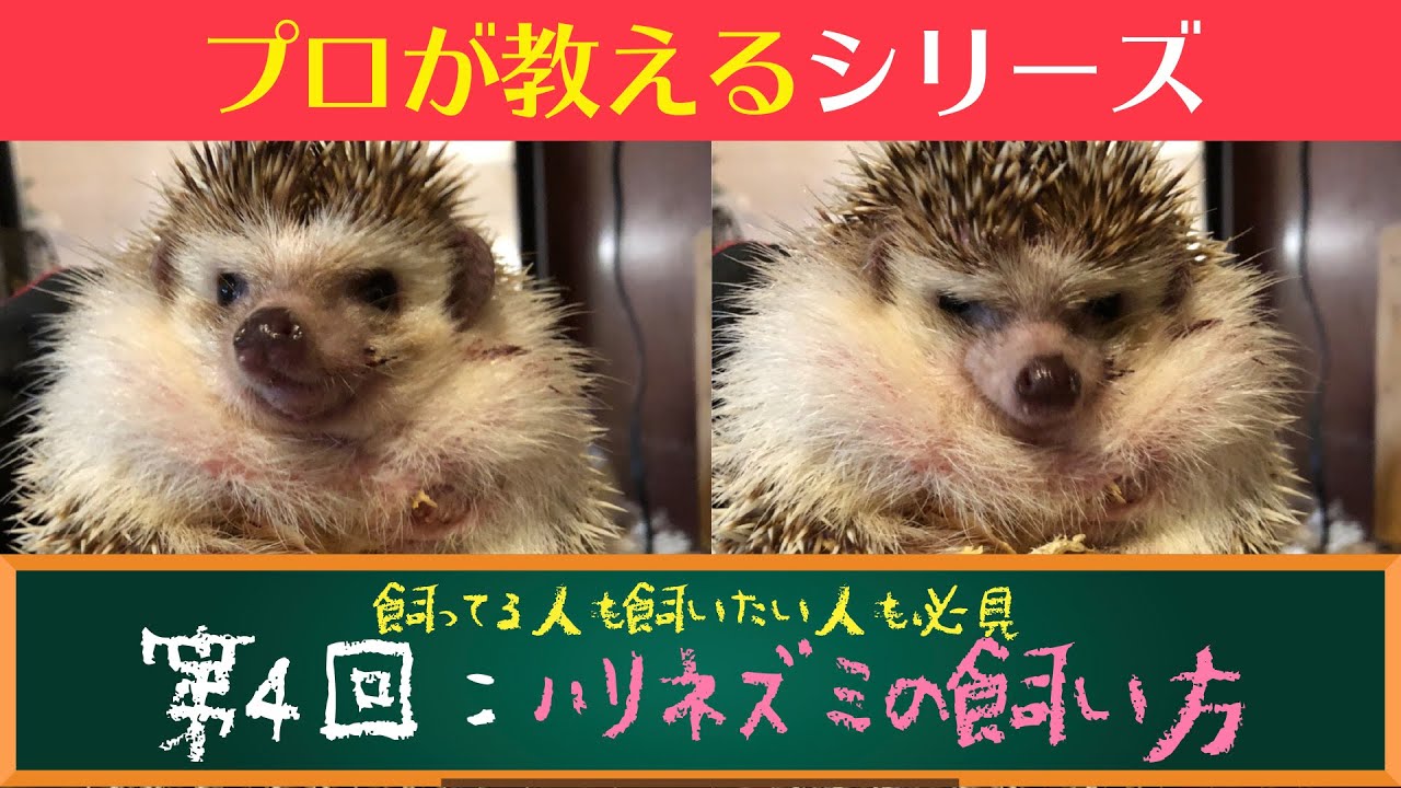 【徹底解説】プロが教える動物【ハリネズミ】の飼い方